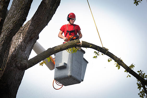 Best Hazardous Tree Removal  in Charlotte, TN